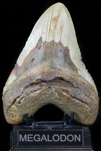 Huge, Megalodon Tooth - North Carolina #59010